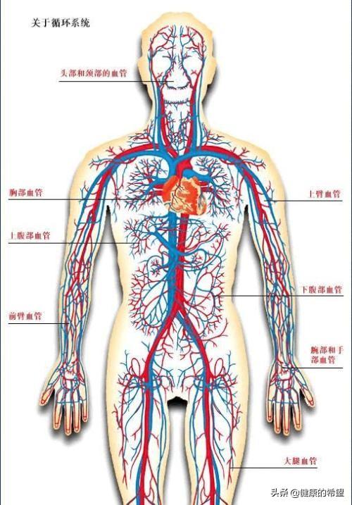 人体百科问答:人体内的“气”是怎么生成的？