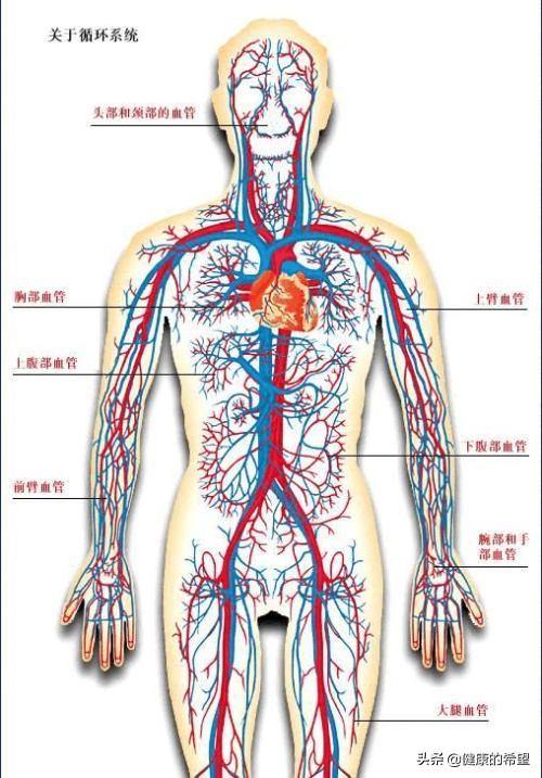 督脉图(督脉图片后背)