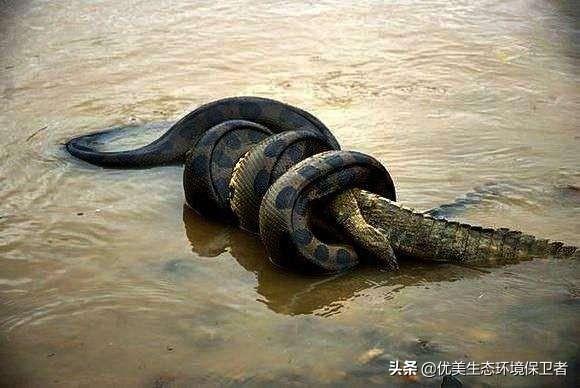 奥斯丁抓绿森蚺:森蚺和网纹蟒谁厉害？为什么？