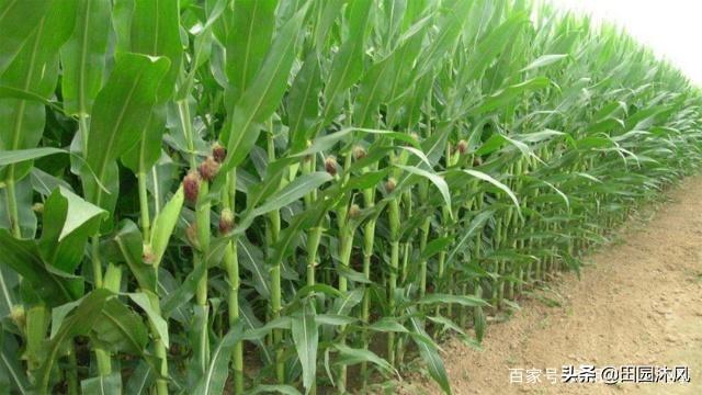 玉米到了后期还要浇吗？插图37