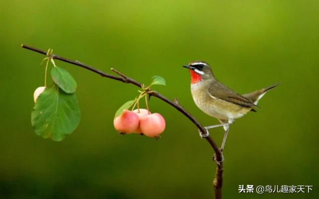 红点颏野生鸟如何服笼:为什么有人说靛颏鸟要用56条的鸟笼？