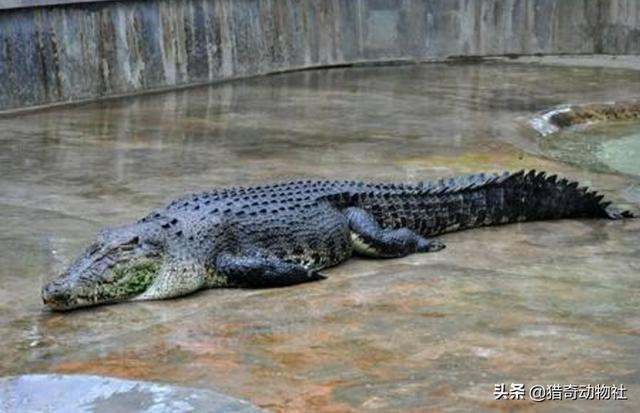 鳄鱼恐龙王虾:鳄鱼王洛龙和虎王查吉尔在深水里厮杀谁会取得最后胜利？
