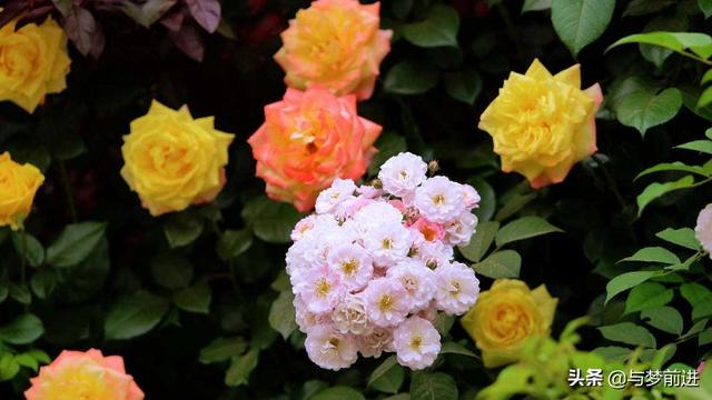 头条问答 蔷薇和月季怎么区分 50个回答