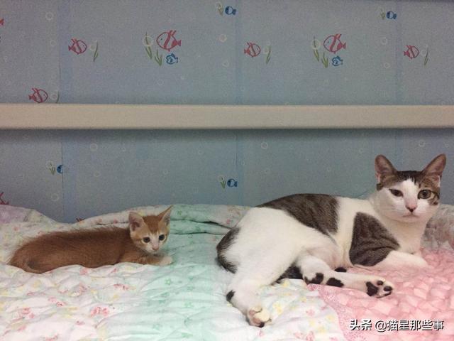 关在家里的猫的猫瘟吗:猫咪换了新环境以后会容易得猫瘟吗？该怎么预防？