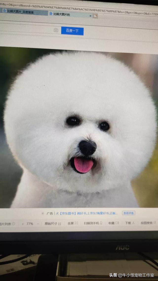 魅力科学 藏獒传奇:有谁养过藏獒串，服从性怎么样，能护主看家吗？