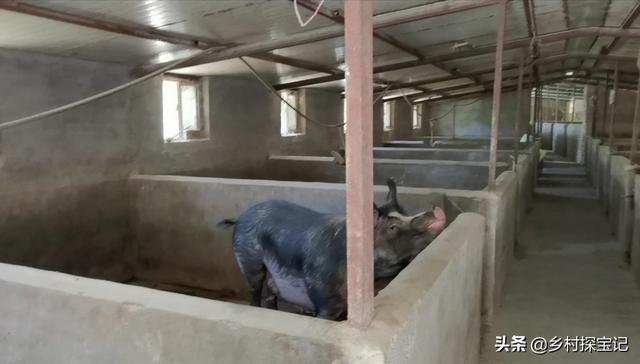 唐山小香猪养殖场:是什么原因让你进入养殖业的？
