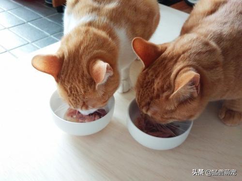哪种猫容易有泪痕:七个月的猫有泪痕，该怎么办？