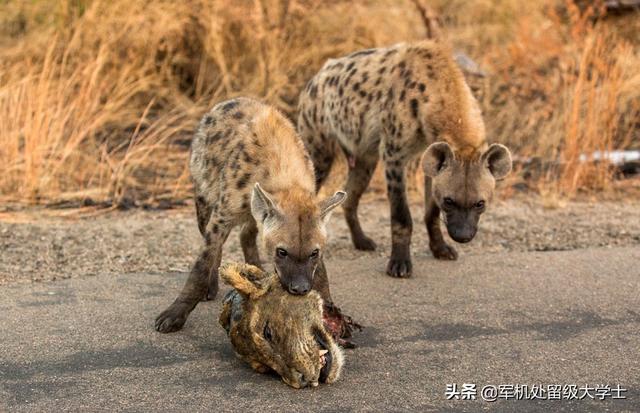多少只鬣狗能打败一只东北虎