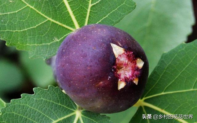 无花果鹦鹉图片:你见过什么外貌奇怪的鸟？ 无花果鹦鹉