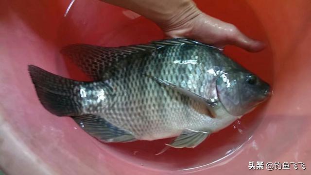 鱼饵料:野钓罗非鱼不用商品饵的情况下，有什么别的最佳饵料吗？