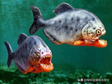 有多大的食人鱼图片:食人鱼最长可以几天不进食？为什么？