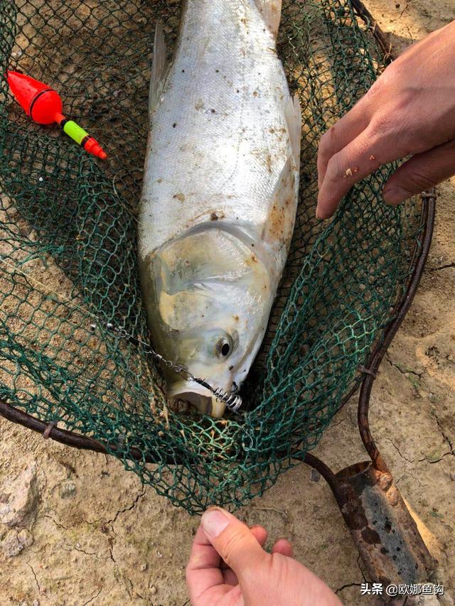 头条问答 - 春季海竿底钓鲢鳙珠珠怎么安装,20米深的水库底钓鲢鳙真能