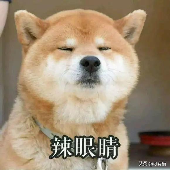 日本柴犬图片:柴犬的魅力到底有多大？你为什么养柴犬？