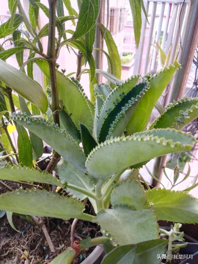 头条问答 棒叶落地生根怎么繁殖 19个回答