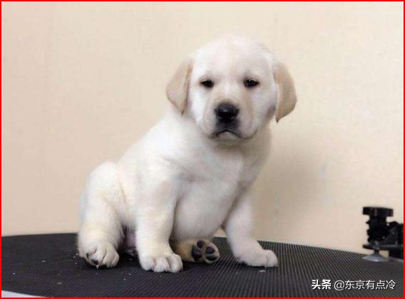 拉不拉多犬幼犬:怎么样驯养40多天的拉布拉多幼犬？