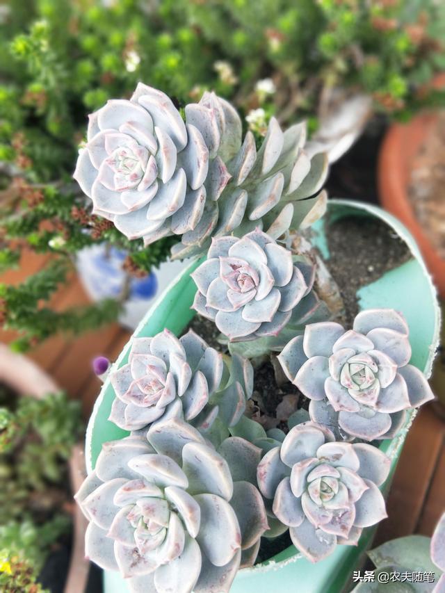 头条问答 把多肉种满阳台是一种什么体验 杰妈爱美食的回答 0赞