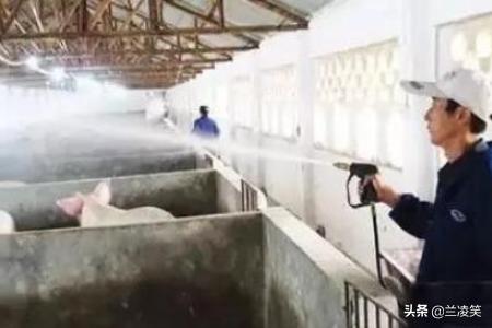 猪传染性胃肠炎:猪传染性胃肠炎和流行性腹泻怎么治疗 引起猪胃肠炎的病因有哪些？怎样防治？