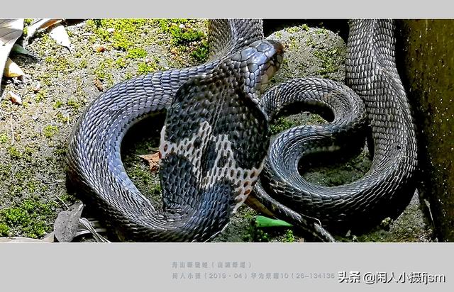水蛇图片:你手机拍的蛇类的照片能否分享一下？