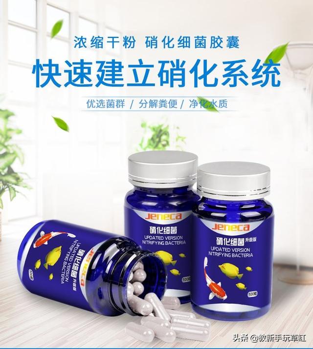 硝化细菌的作用:鱼缸里的硝化菌多了对鱼有影响吗？