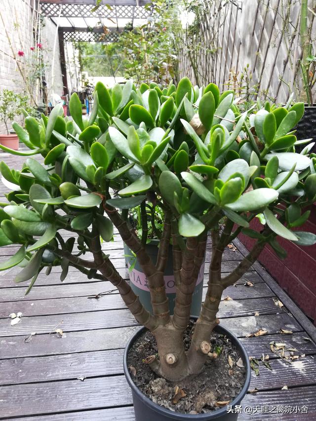 玉树养成盆景的几个技巧，为什么有人养在室内就容易挂掉呢？插图52