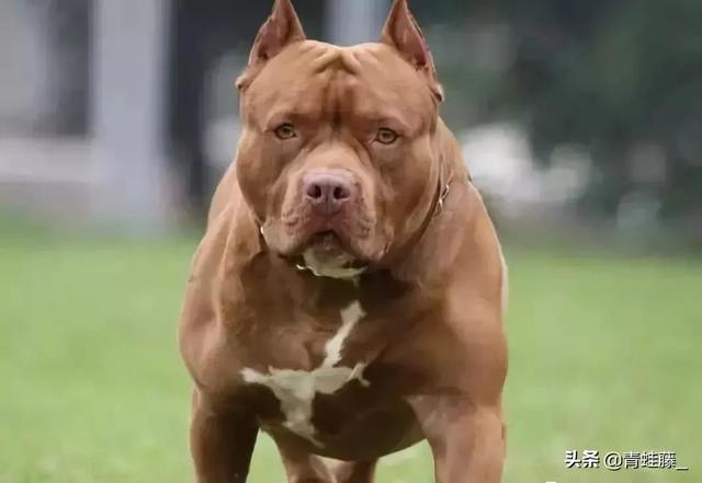 比特名犬介绍:比特狗害怕什么该犬有顽强的意志？
