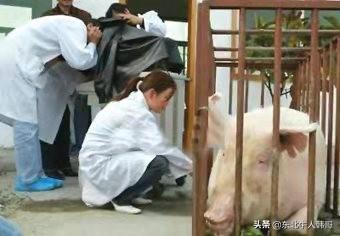 母猪什么原因导致死胎:为什么我家的后备母猪老产死胎，僵猪呢？