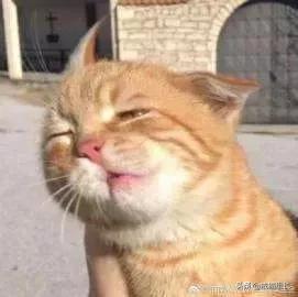 素力高金装官方授权店:怎么挑选适合猫咪的猫粮？ 金装素力高旗舰店