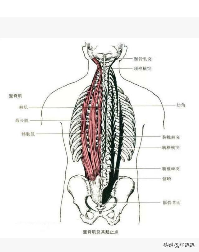 头条问答 - 为什么腰肌劳损医生还推荐锻炼腰背肌?