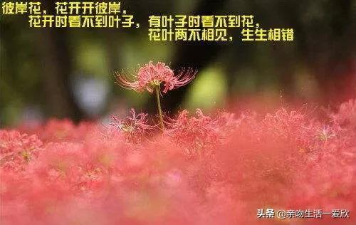 谁能告诉我怎么坦然自若的面对生死离别？