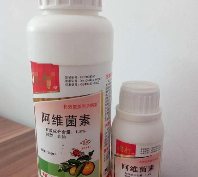 锈壁虱用何种药:茶花叶片背面长锈，叶片往下翻是怎么回事？