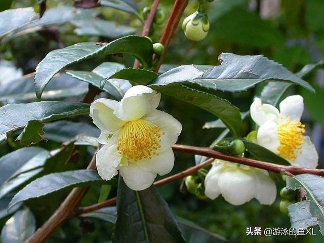 春天山茶花是什么颜色:山茶花为何不能正常开花？