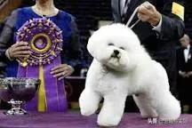 名犬杂志品牌及商品:能否把你见识过的名犬发出来吗？