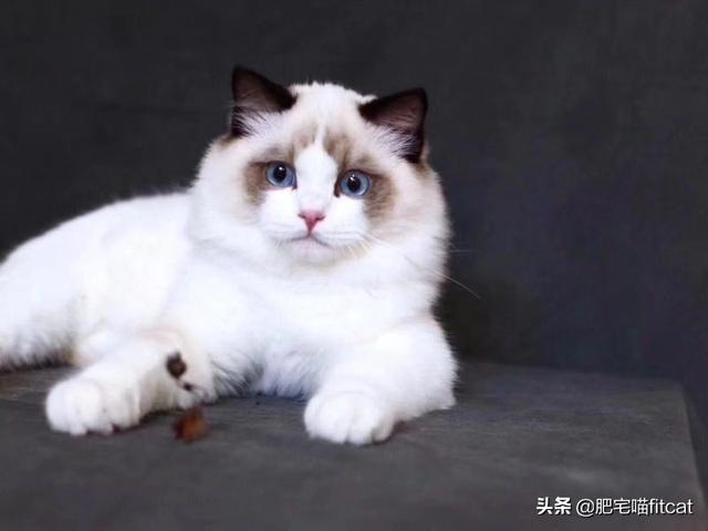 蓝双布偶猫的大概价格:为什么还有人花大价钱买布偶猫？