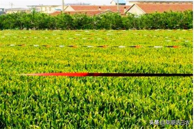 下鸟啦网:蜜丝枣成熟时，小鸟总喜欢偷吃，用什么办法防鸟最好？