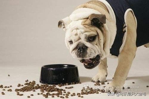 柯基狗的视频:柯基犬几个月才能过尴尬期，日常饲养需要注意这2点？