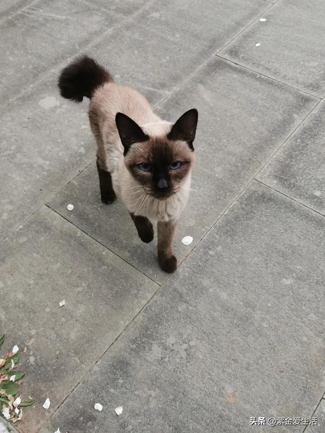 宠物猫免费领养:五个月大的猫咪适合领养吗？ 58同城宠物猫免费领养