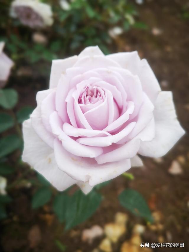 最香的几款月季品种是什么？插图10
