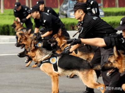 世界犬类智商排名中国:什么狗最聪明?狗狗智商排行榜前十？