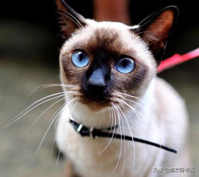 蓝眼睛的猫:为什么猫和狗能长成一个蓝眼睛一个绿眼睛？