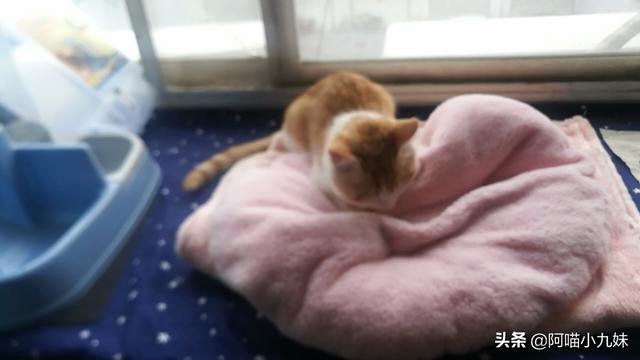 流浪狗和流浪猫评书:现在利用收养流浪猫狗来骗捐的，大家见到过吗？