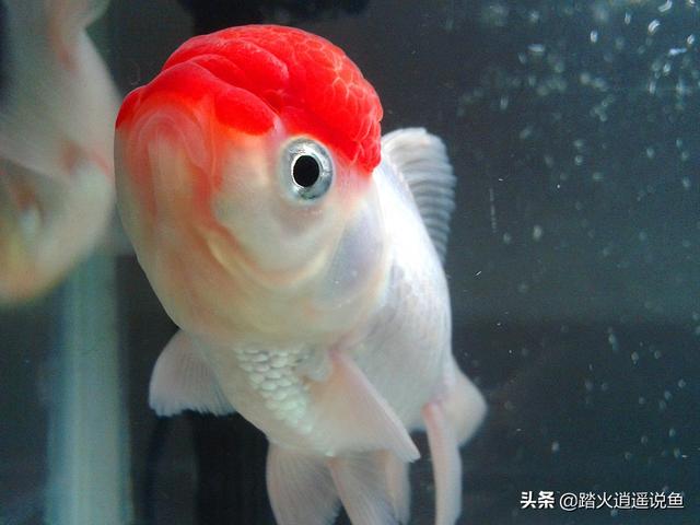 鹤顶红金鱼吃什么好:金鱼的红顶子上有一片发白了是病吗？该怎么办呢？
