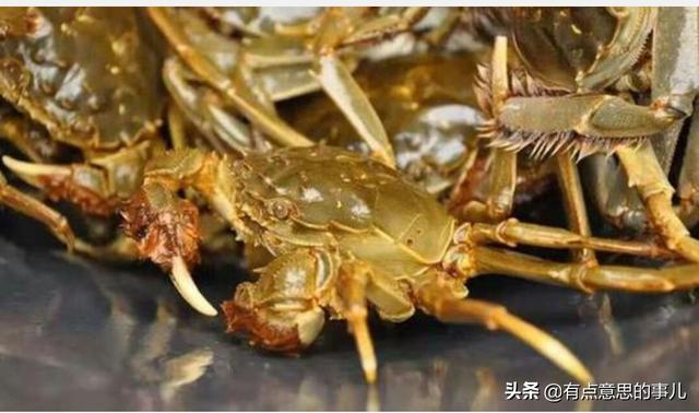 养殖什么螃蟹好，请问汉中适合养殖哪种螃蟹？