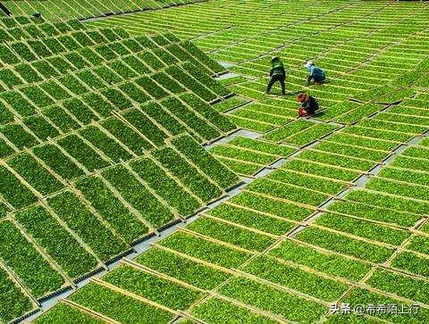 代表茶类有哪些,一款茶代表一个省，你能说出几个省的名茶？