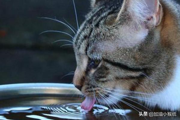 母猫绝育手术注意事项:猫咪做绝育前应该要准备些什么？