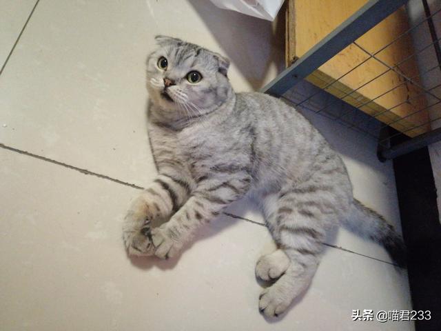 猫捉老鼠图片:猫为什么这么喜欢抓老鼠？
