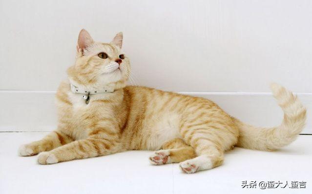 天津收养流浪猫:你收养的流浪猫，现在怎么样了？