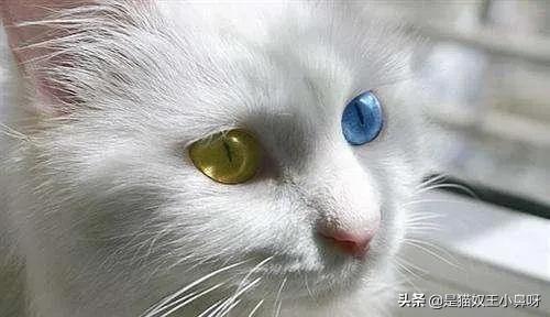 白猫蓝眼睛的猫是聋子:猫的眼睛晚上为什么会变成红色？