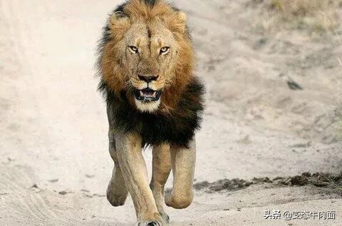 头条问答 - 马蹄吧雄狮恩度纳怎么死的?(1个回答)