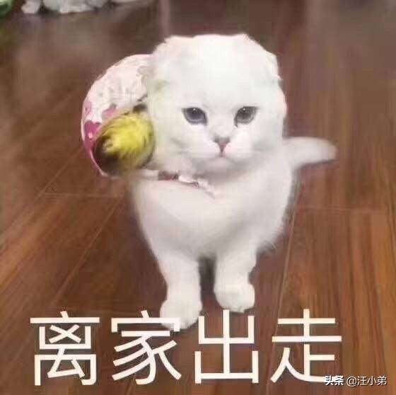 逛南窑看见公猫端母猫:公猫养大之后，真的因为去寻找母猫而再也不回家嘛？