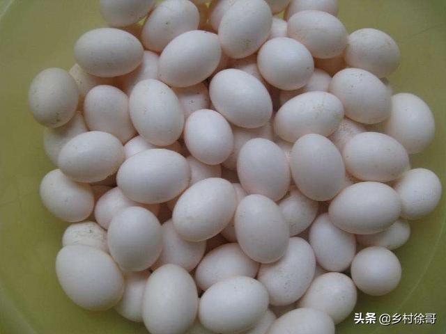 信鸽饲料配制:鸽子饲料有鱼粉吗？可以吃鱼粉吗？